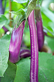 Solanum melongena Pingtung Long (Pink Lady), lang dünn