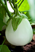Solanum melongena Clara F1, weiss oval-rund 