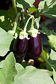 Solanum melongena Patio Black F1, violett eiförmig