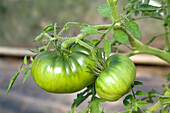Solanum lycopersicum Noire de Crime 