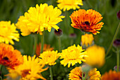 Calendula officinalis