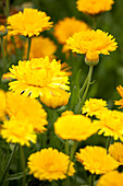 Calendula officinalis