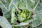 Brassica oleracea var. gemmifera 'Hilds Ideal