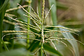 Zea mays 'Damaun' Bio