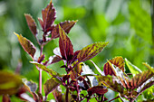 Ocimum basilicum 'Gourmet-Sortiment'