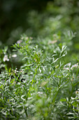 Coriandrum sativum 'Cilantro