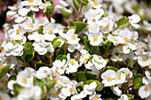 Begonia semperflorens