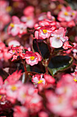 Begonia semperflorens