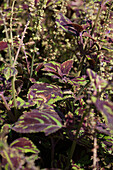 Plectranthus - Coleus hybrida Ceres