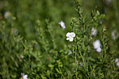 Sutera (Bacopa) cordata Copa Double White XXL