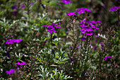 Sutera (Bacopa) cordata Veralena Purple 