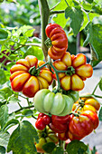 Solanum lycopersicum 'Baluri'