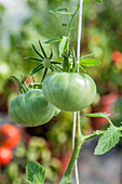 Solanum lycopersicum 'RAF'