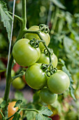 Solanum lycopersicum 'Proudesse' F1
