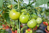 Solanum lycopersicum 'Philona' F1