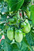 Solanum lycopersicum San Marzano F1