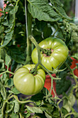 Solanum lycopersicum 'Carotina'
