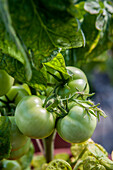 Solanum lycopersicum 'Budaï'