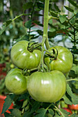 Solanum lycopersicum 'Berner Rose' Bio 
