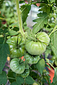 Solanum lycopersicum 'Weisse Schönheit'