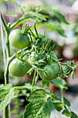 Solanum lycopersicum 'Oxheart' (Oxheart)