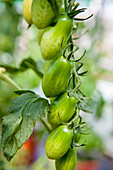 Solanum lycopersicum 'Floridity F1'