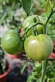 Solanum lycopersicum 'Grapellina'