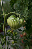 Solanum lycopersicum 'Beefsteak'