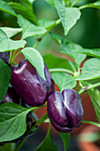 Solanum lycopersicum 'Tequila' F1