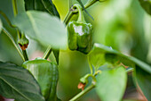 Capsicum annuum 'Nikita' F1