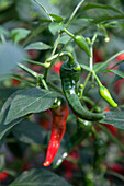 Capsicum annuum