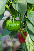 Capsicum annuum 'Ferrari'