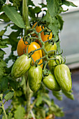 Solanum lycopersicum