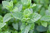 Mentha spicata 'Maroccan'