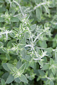 Mentha longifolia 'Silver Form'