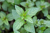 Mentha x piperita 'Chocolate'