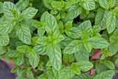 Mentha spicata