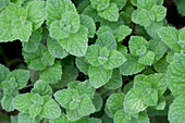 Mentha spicata 'Maroccan'