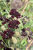 Scabiosa x hybrida 'Blackberry Scoop'