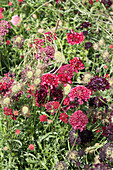 Scabiosa x hybrida