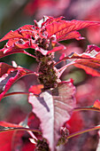 Amaranthus tricolour 'Early Splendour'