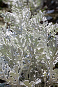 Senecio cineraria