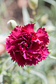 Dianthus caryophyllus