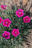 Dianthus