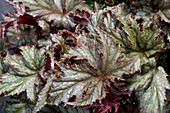 Begonia x hybrida 'Garden Angel Silver'