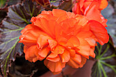 Begonia x tuberhybrida 'Non-Stop® Mocca Deep Orange'