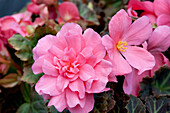 Begonia x tuberhybrida 'Non-Stop® Mocca Pink'