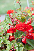 Begonia x tuberhybrida 'Illumination® Orange