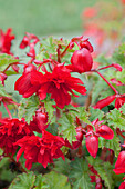 Begonia x tuberhybrida 'Illumination® Scarlet'