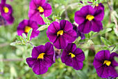 Calibrachoa 'Noa' Black Purple